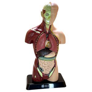 Human Torso Anatomy Model With Removable Organs & Base 10Inch Edu-Science Teachi